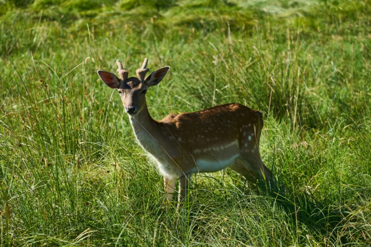 DCNR offers more deer hunting opportunities in state forests, parks through  Deer Management Assistance Program